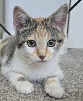Lucy, Adoptable, Young Female Calico.
