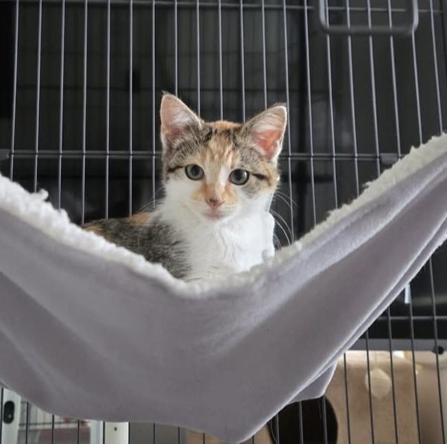 Lucy, a Adoptable Calico in Costa Mesa, CA image 2/4