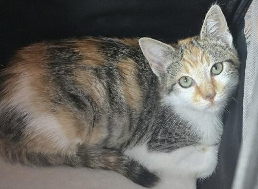 Lucy, a Adoptable Calico in Costa Mesa, CA image 3/4