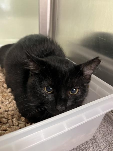 Forti, Adoptable, Kitten Female Domestic Short Hair.