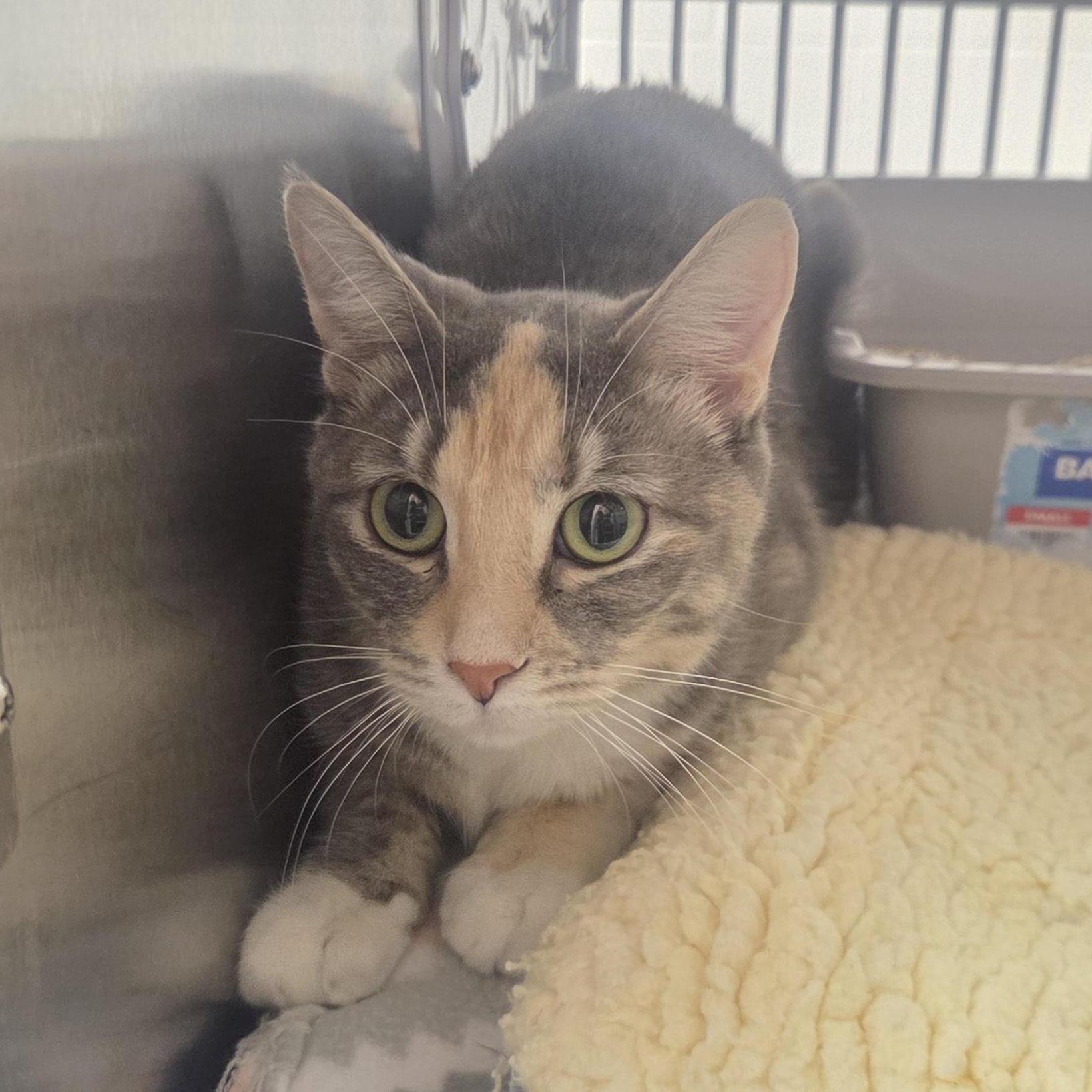 Enlarge Lola Kiwi, a ADOPTABLE Domestic Short Hair in Allen, TX image 1/1