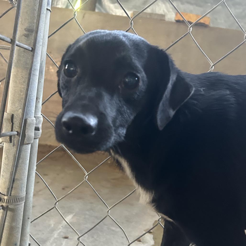 Lucas, Adoptable, Adult Male Feist & Mixed Breed.