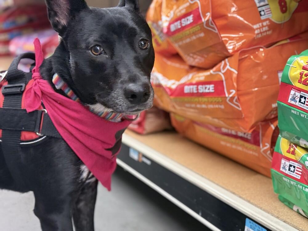 Enlarge Zepplin, a Adoptable mixed breed in Lockhart, TX image 1/5