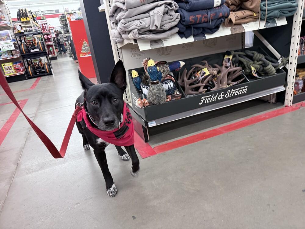 Enlarge Zepplin, a Adoptable mixed breed in Lockhart, TX image 2/5