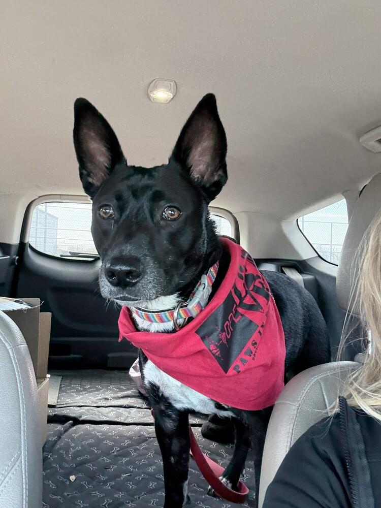 Enlarge Zepplin, a Adoptable mixed breed in Lockhart, TX image 3/5