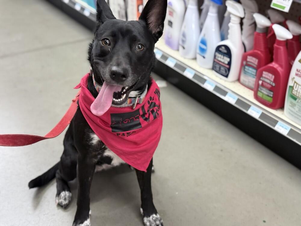 Enlarge Zepplin, a Adoptable mixed breed in Lockhart, TX image 5/5