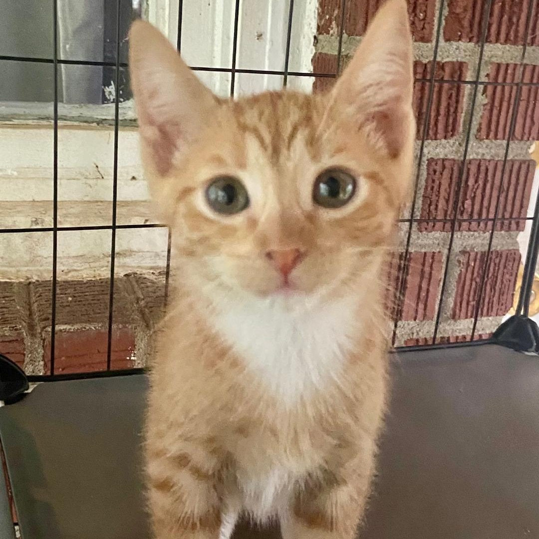Enlarge Emilio, a Adoptable Domestic Short Hair in Gastonia, NC image 1/3