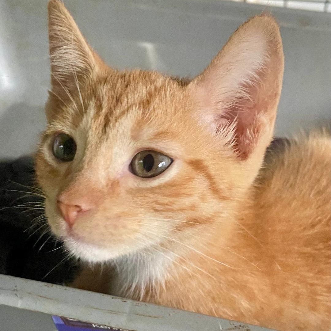 Enlarge Emilio, a Adoptable Domestic Short Hair in Gastonia, NC image 2/3