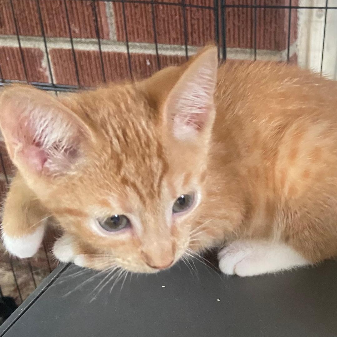Enlarge Emilio, a Adoptable Domestic Short Hair in Gastonia, NC image 3/3