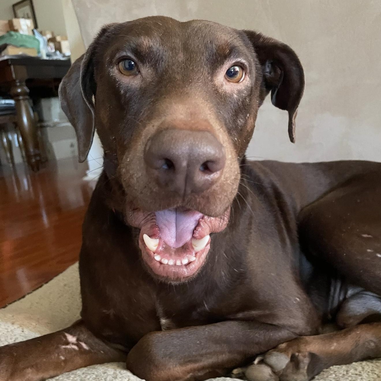 Maverick, Adoptable, Adult Male Retriever & Doberman Pinscher.
