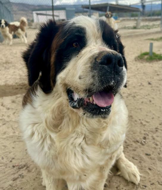 LEROY, Adopted, Young Male Saint Bernard.