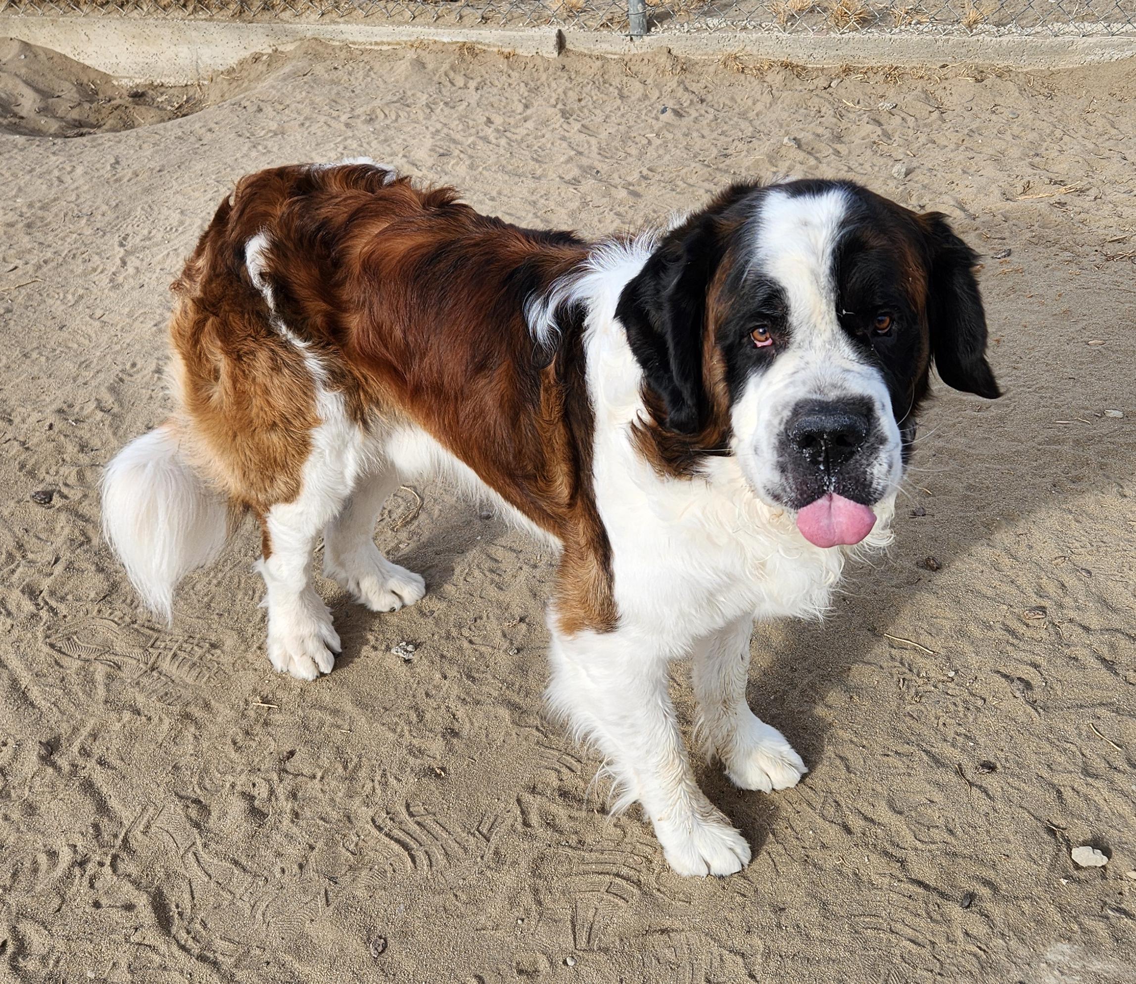 LEROY, a Adopted Saint Bernard in Sparks, NV image 2/5