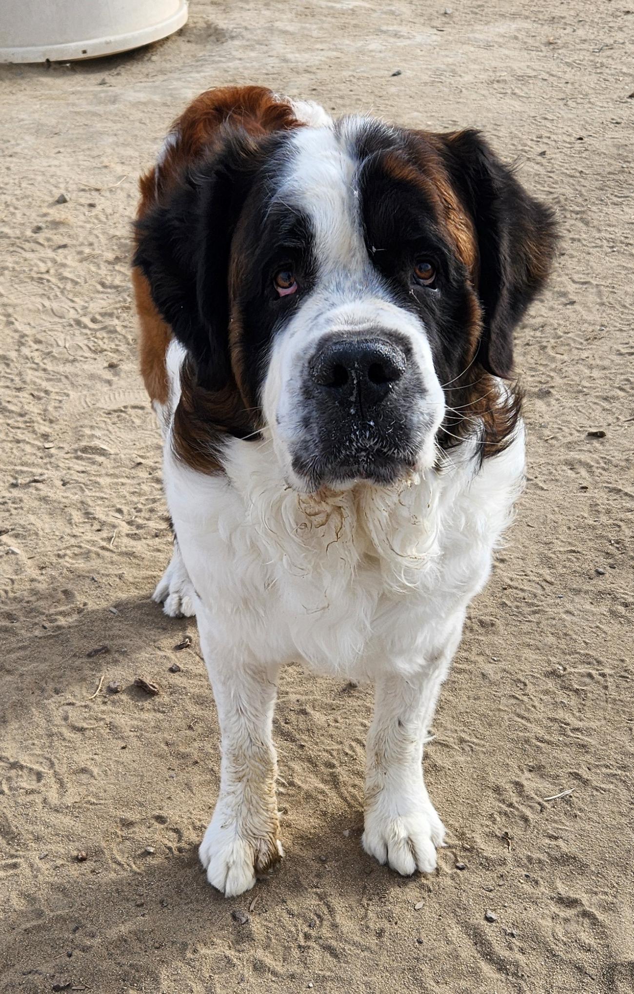 LEROY, a Adopted Saint Bernard in Sparks, NV image 3/5