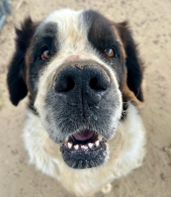 LEROY, a Adopted Saint Bernard in Sparks, NV image 4/5
