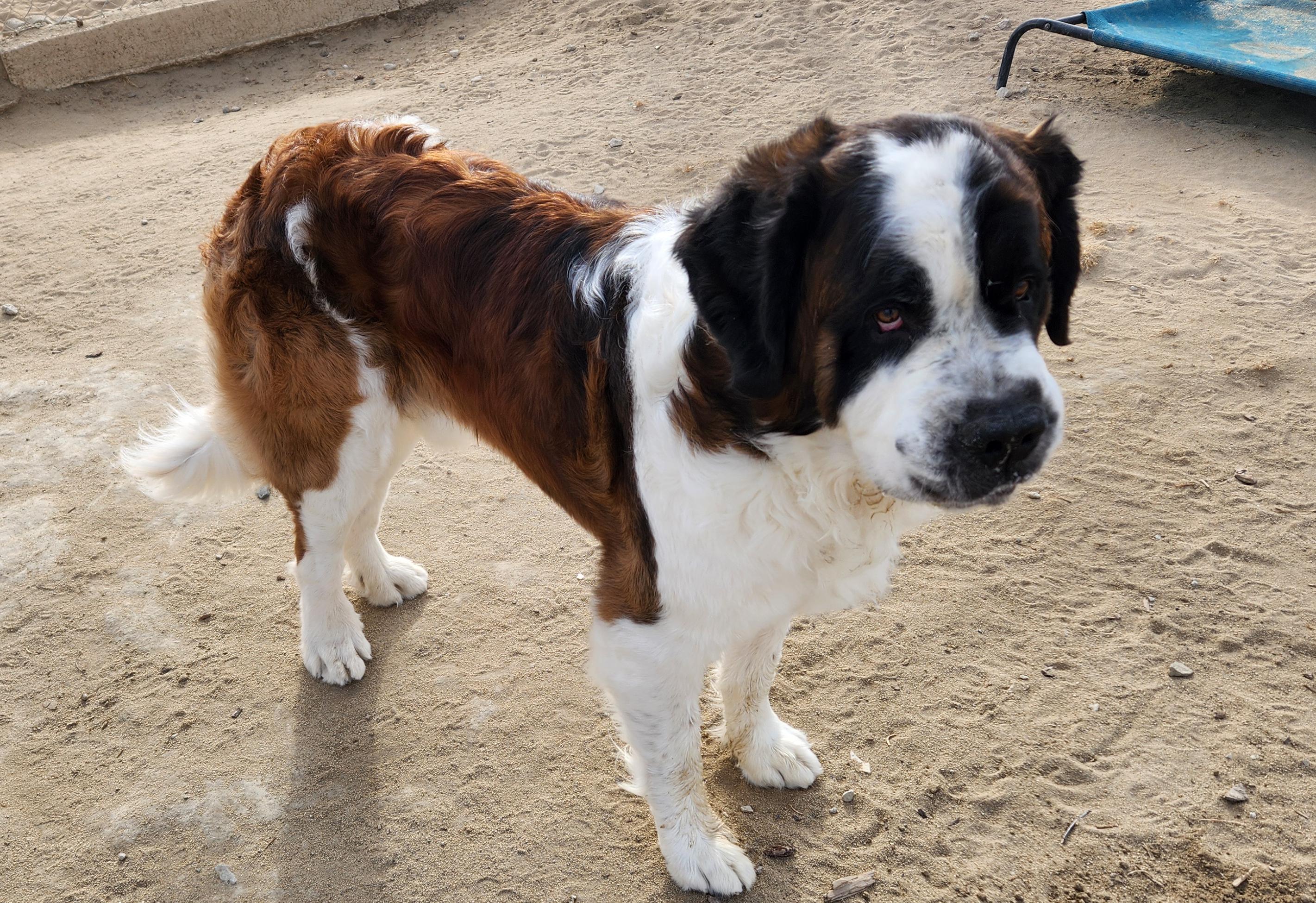 LEROY, a Adopted Saint Bernard in Sparks, NV image 5/5