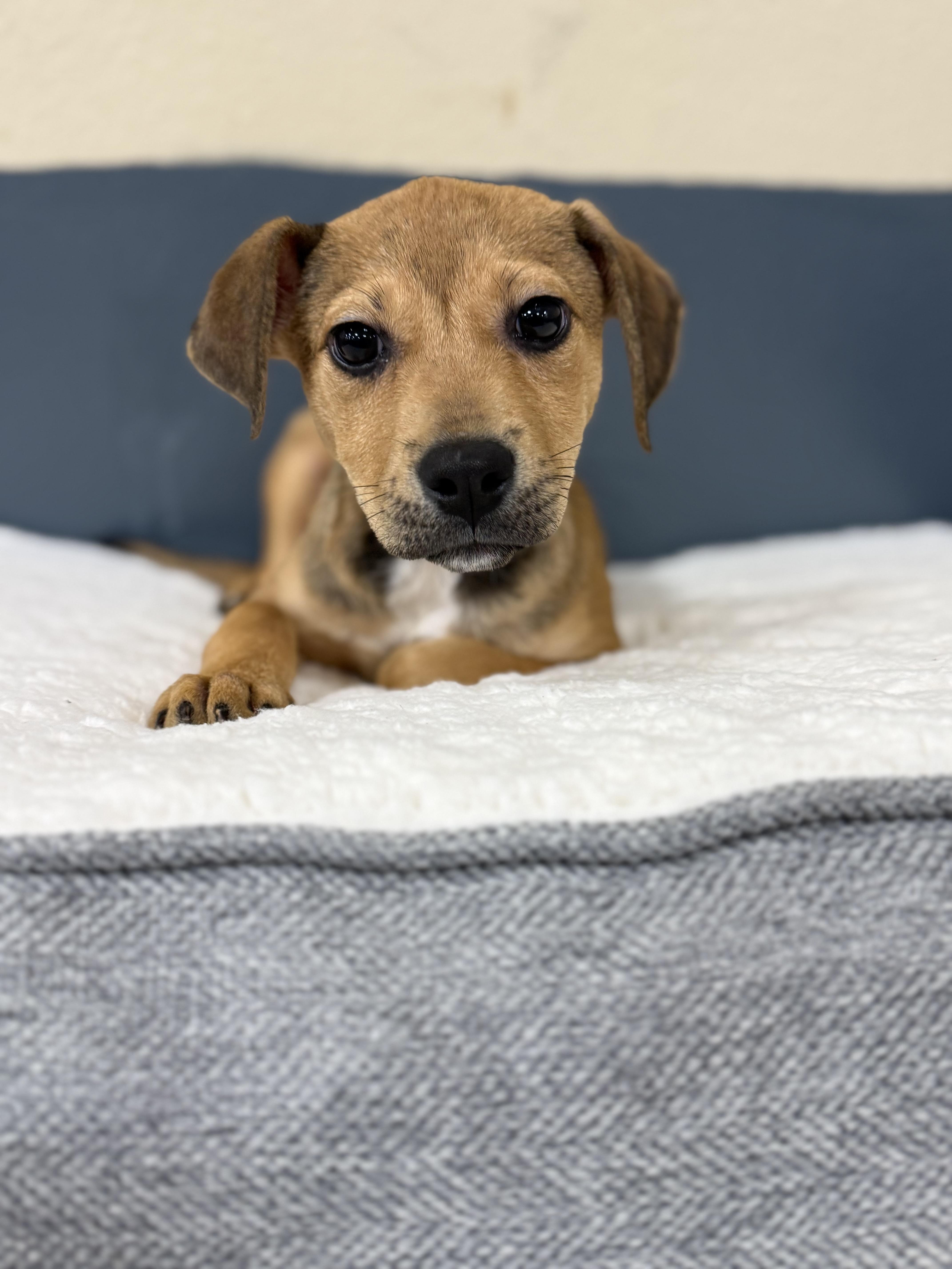 Enlarge Hazelnut, a Adoptable mixed breed in Baton Rouge, LA image 2/3