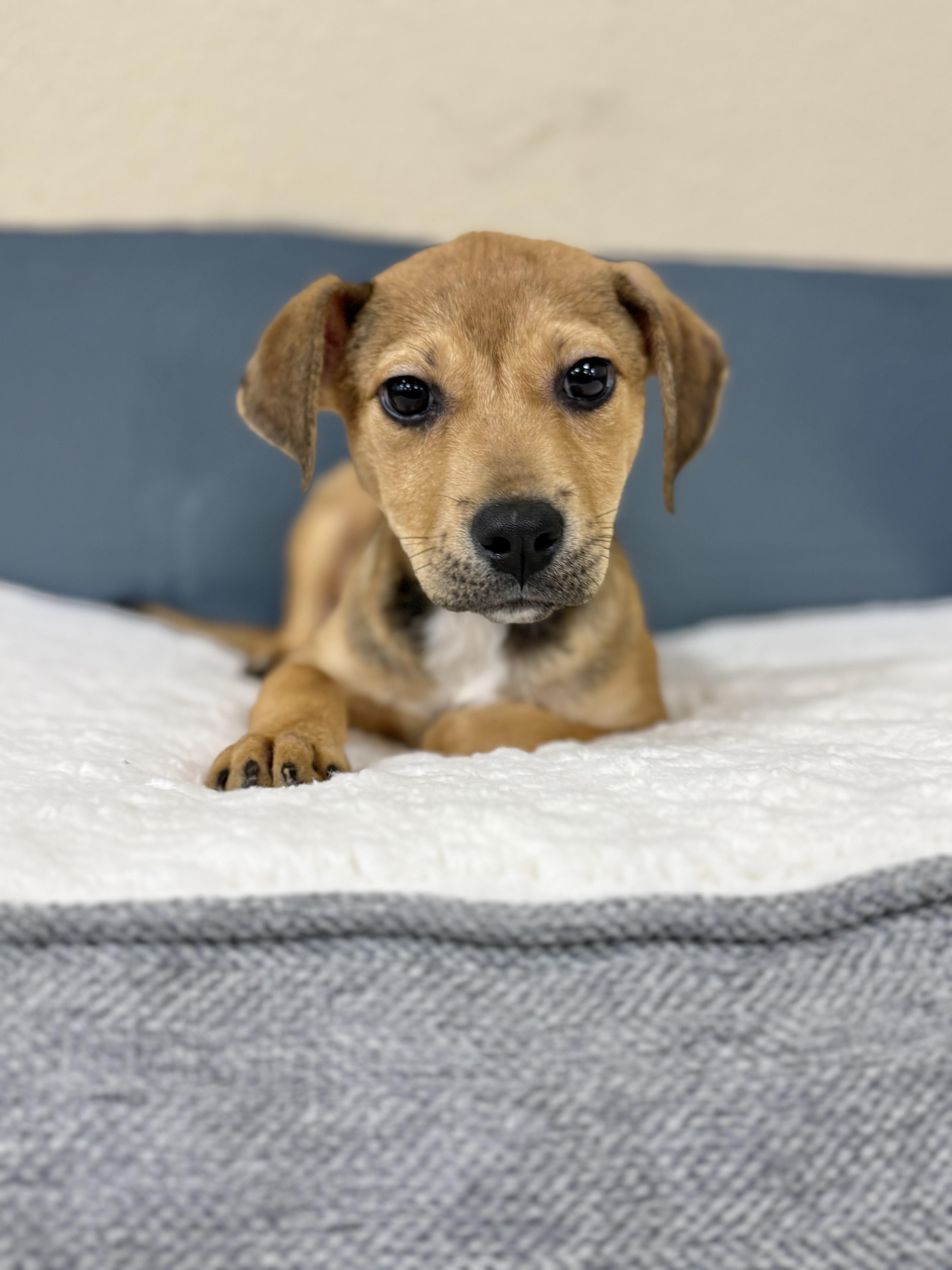 Enlarge Hazelnut, a Adoptable mixed breed in Baton Rouge, LA image 3/3