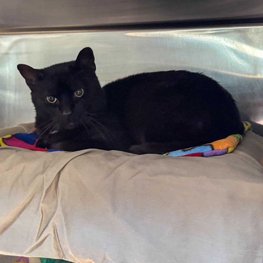 Obsidian *Working Cat*, Adoptable, Adult Male Domestic Short Hair.