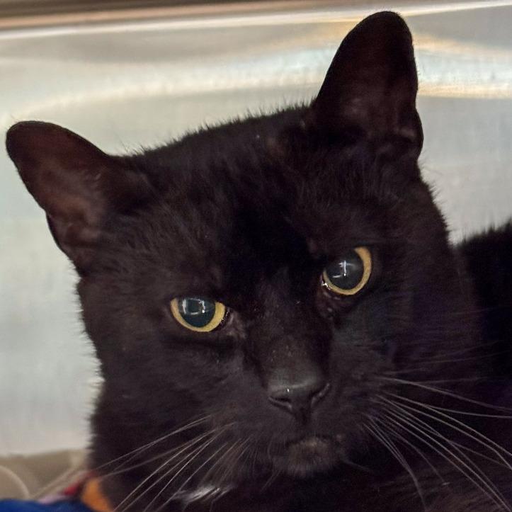 Obsidian *Working Cat*, a Adoptable Domestic Short Hair in Kennebunk, ME image 2/5