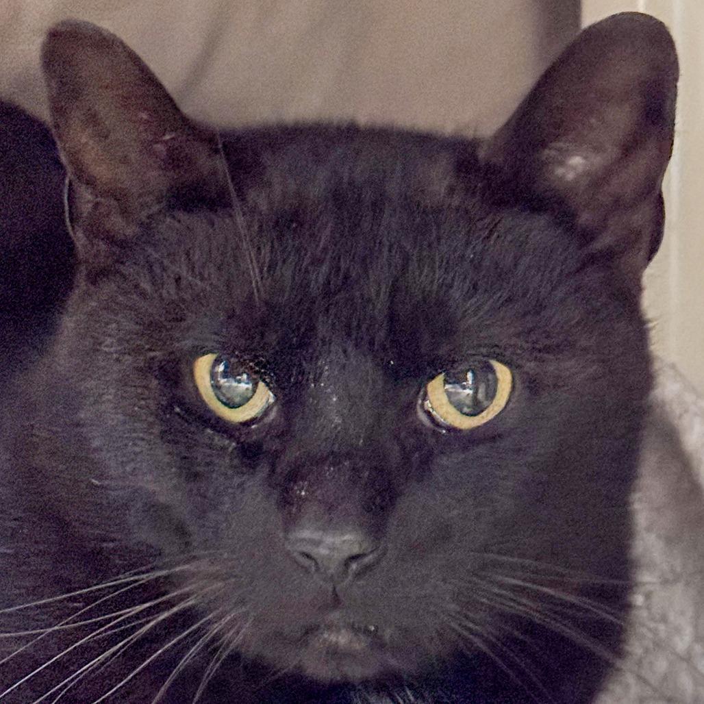 Obsidian *Working Cat*, a Adoptable Domestic Short Hair in Kennebunk, ME image 3/5
