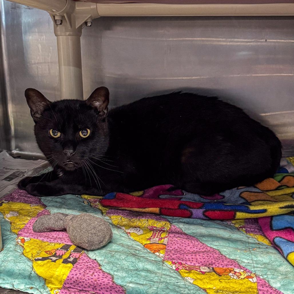 Obsidian *Working Cat*, a Adoptable Domestic Short Hair in Kennebunk, ME image 4/5