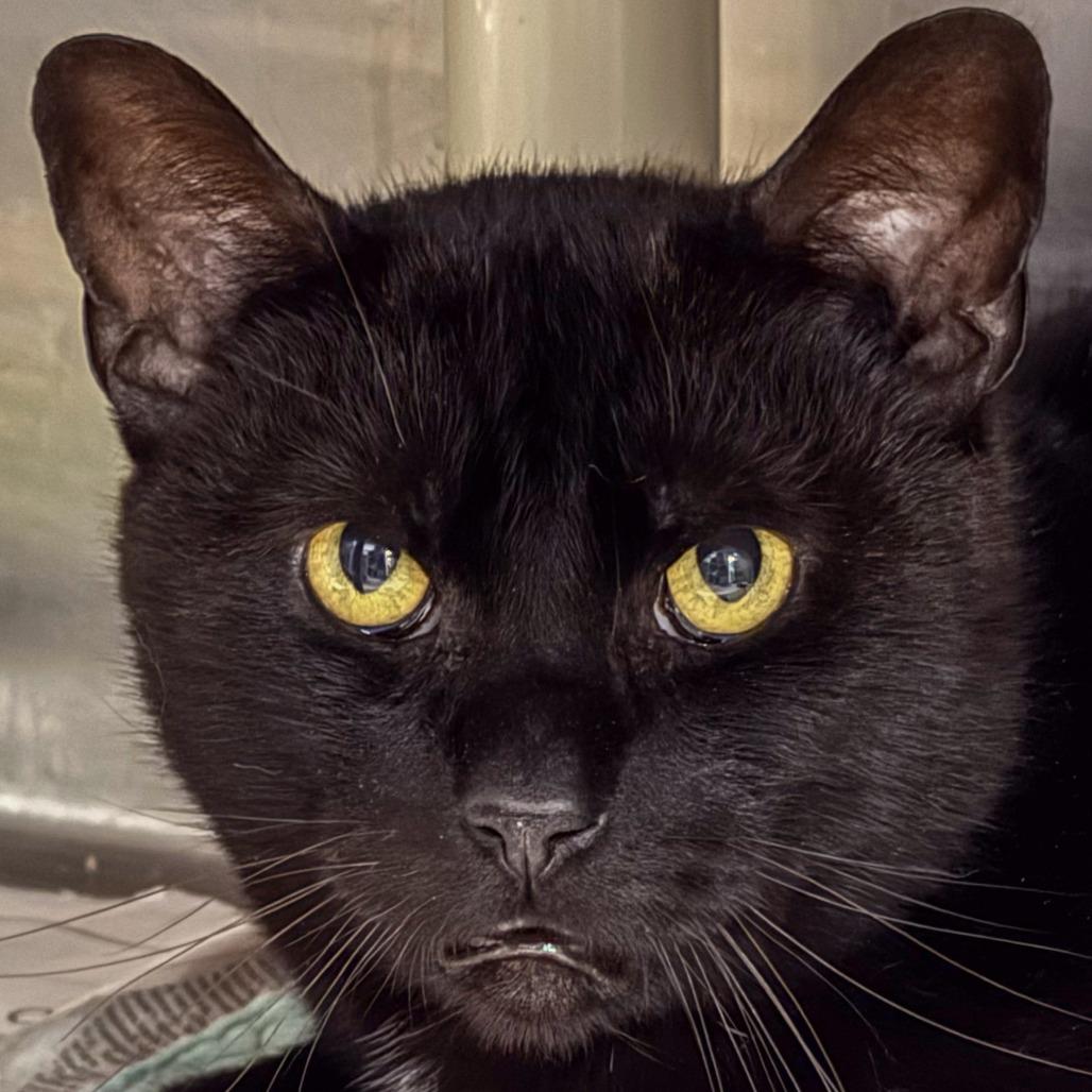 Obsidian *Working Cat*, a Adoptable Domestic Short Hair in Kennebunk, ME image 5/5