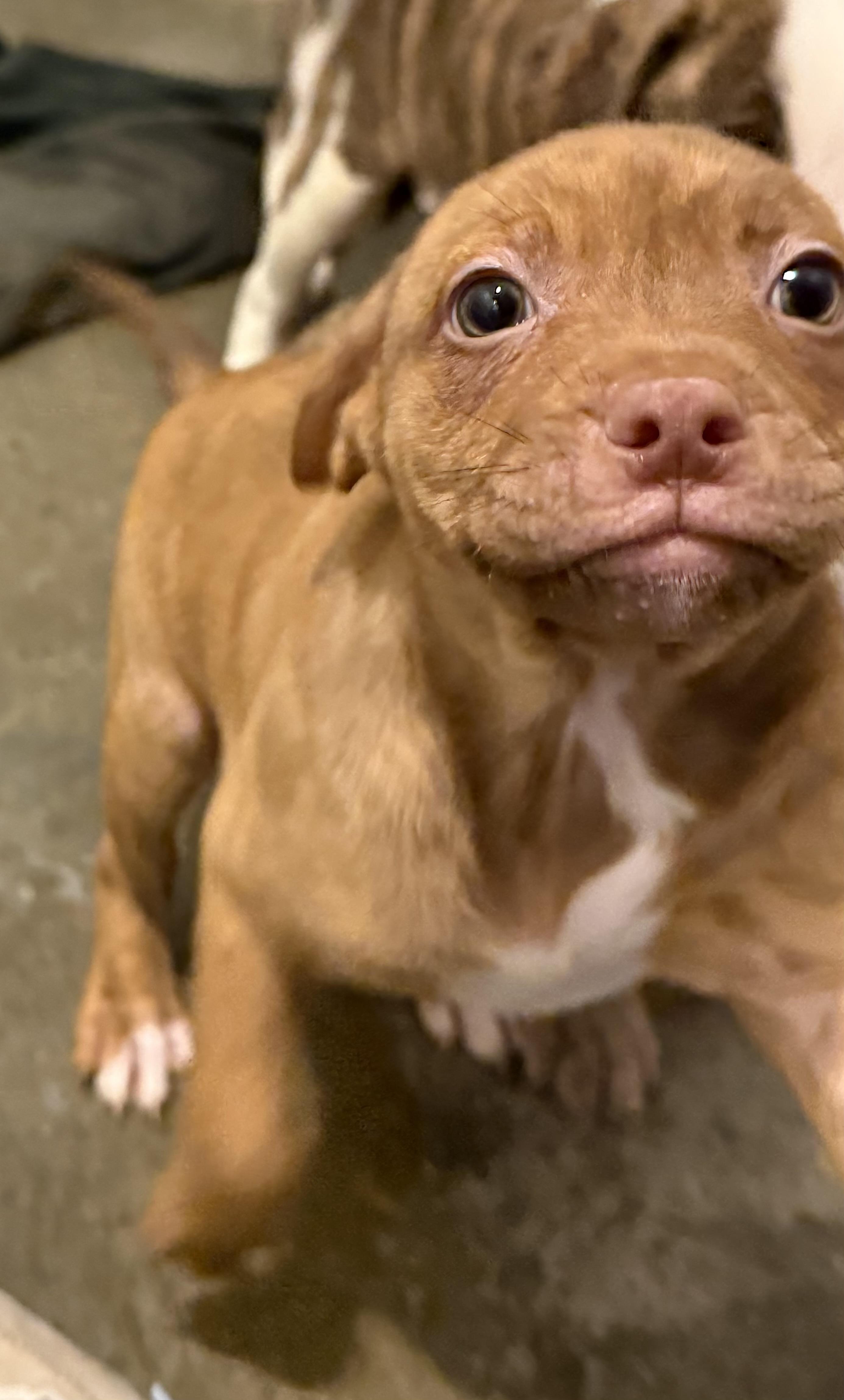 Ruby, a Adoptable mixed breed in South Amboy, NJ image 2/4