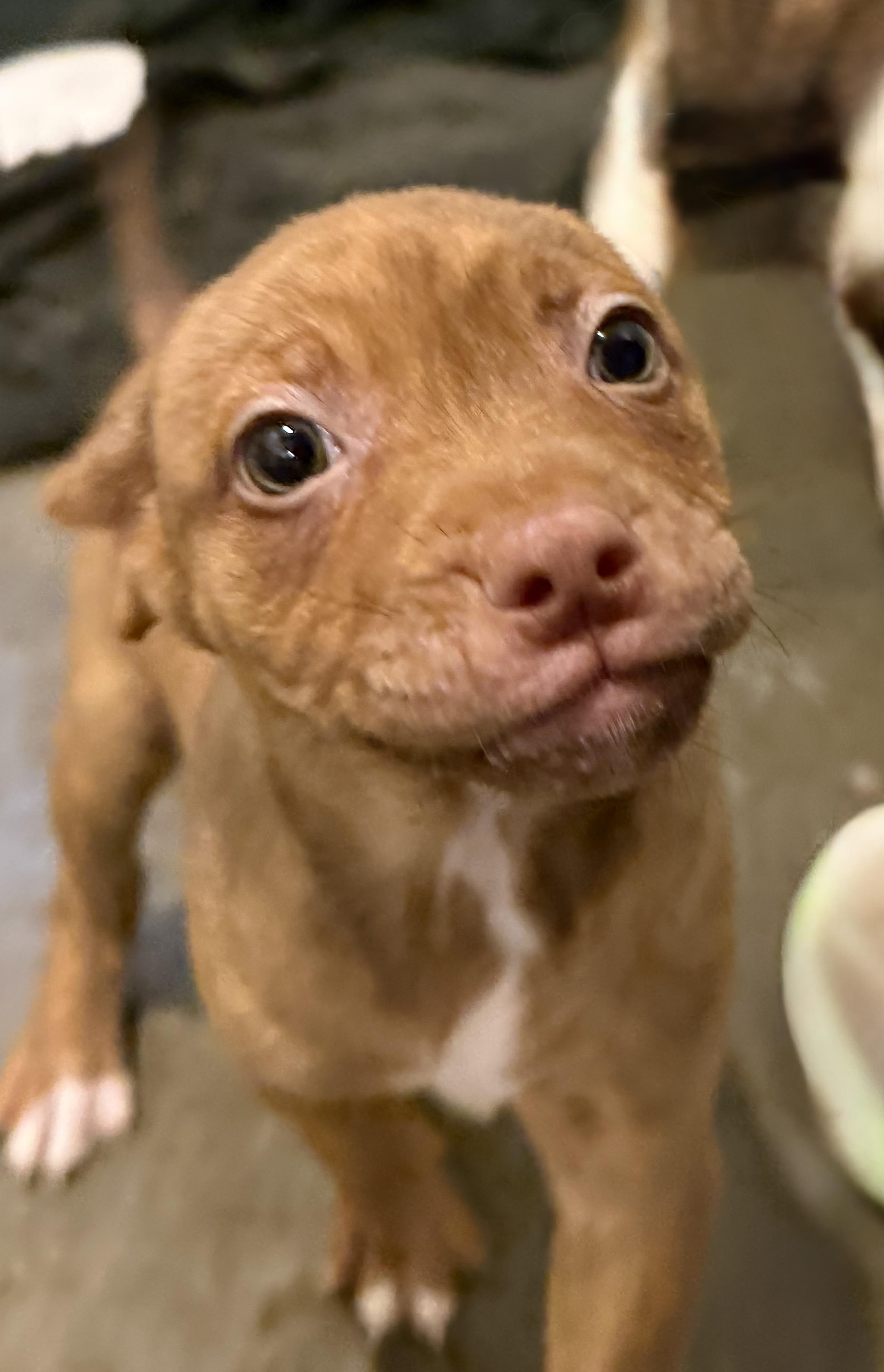 Ruby, a Adoptable mixed breed in South Amboy, NJ image 4/4