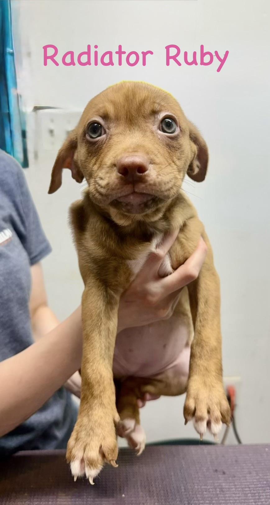 Ruby, a Adoptable mixed breed in South Amboy, NJ image 1/4