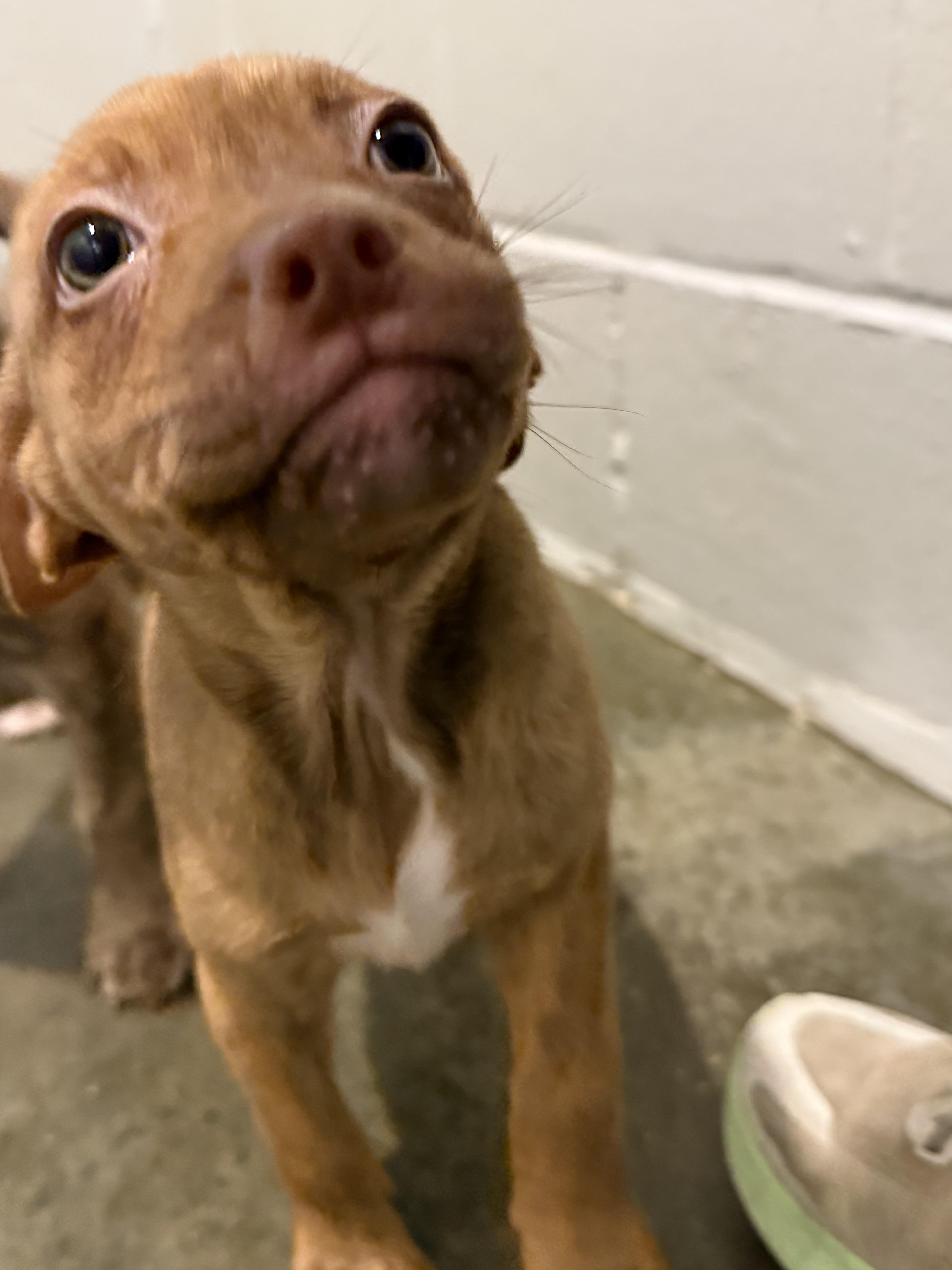 Ruby, a Adoptable mixed breed in South Amboy, NJ image 3/4