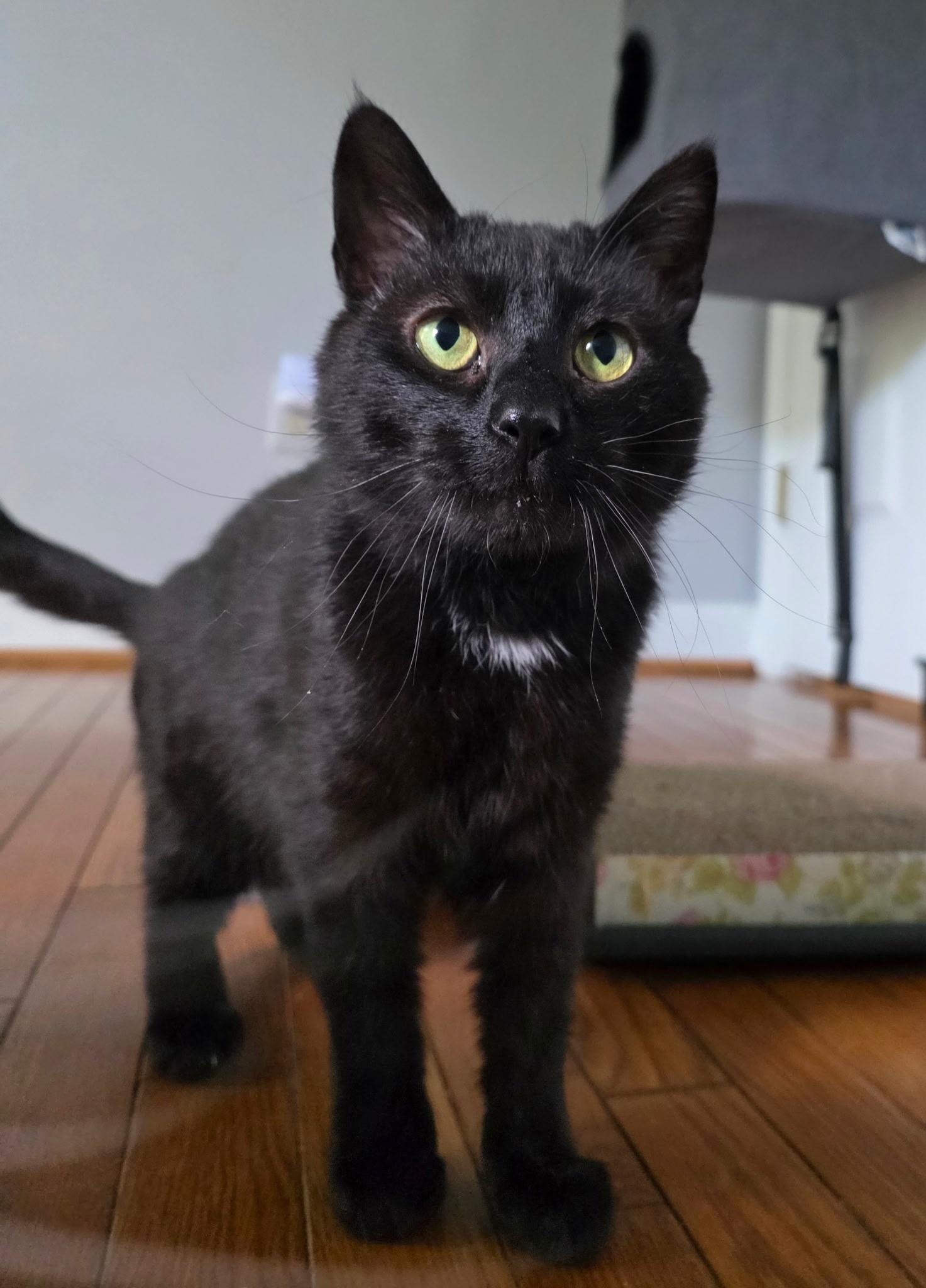 Hoku-Poki (a bonded pair), a Adopted Domestic Short Hair in MANASSAS, VA image 5/6