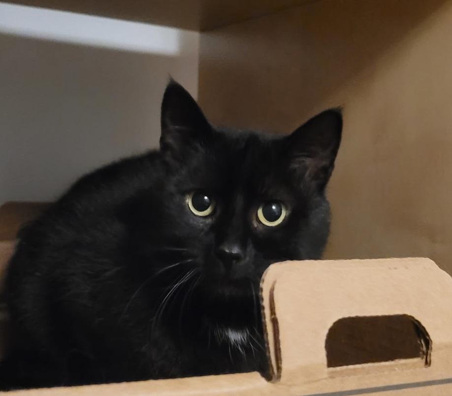 Hoku-Poki (a bonded pair), a Adopted Domestic Short Hair in MANASSAS, VA image 2/6