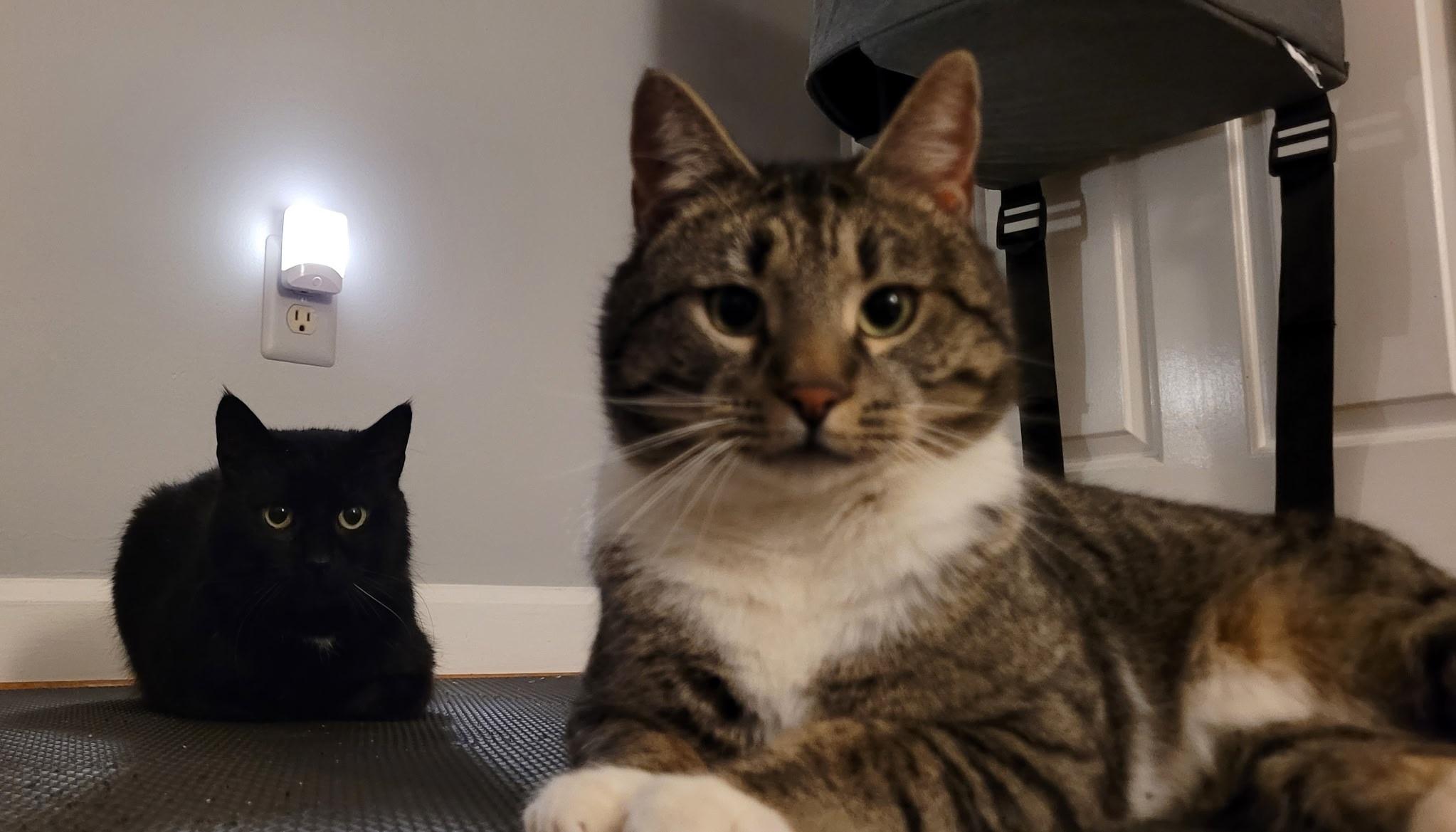 Hoku-Poki (a bonded pair), Adopted, Adult Male Domestic Short Hair.