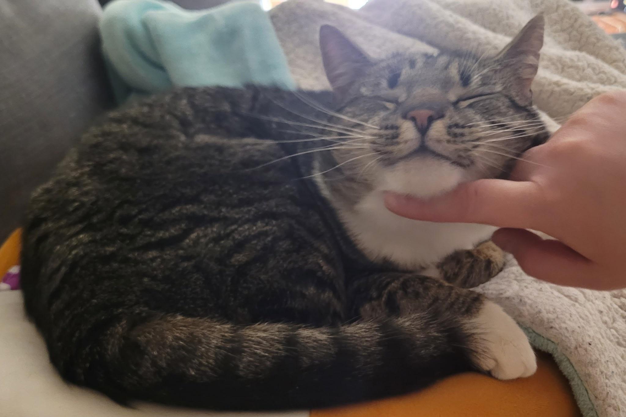 Hoku-Poki (a bonded pair), a Adopted Domestic Short Hair in MANASSAS, VA image 3/6