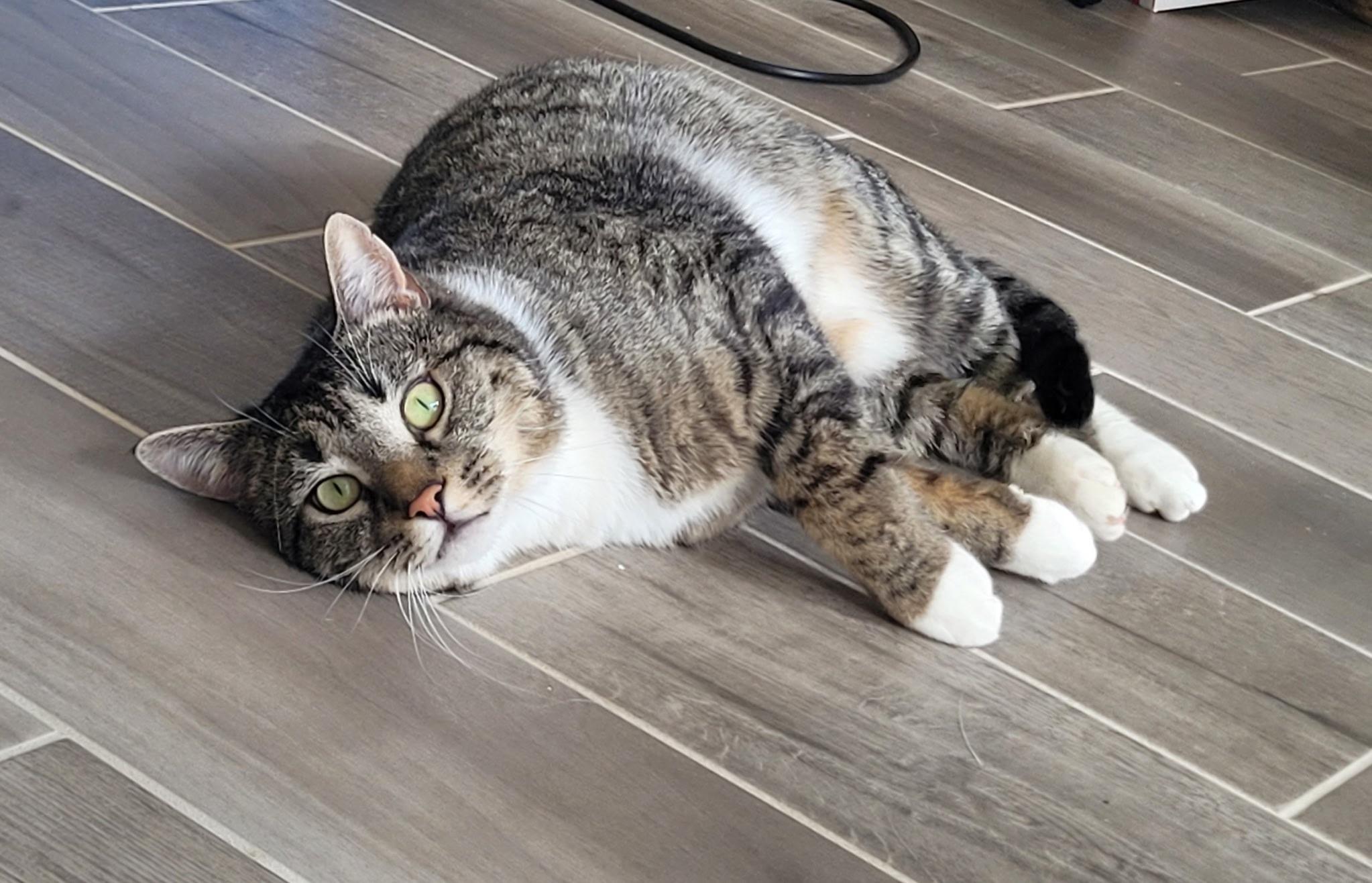 Hoku-Poki (a bonded pair), a Adopted Domestic Short Hair in MANASSAS, VA image 4/6
