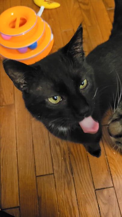 Enlarge Hoku-Poki (a bonded pair), a Adopted Domestic Short Hair in MANASSAS, VA video 6/6