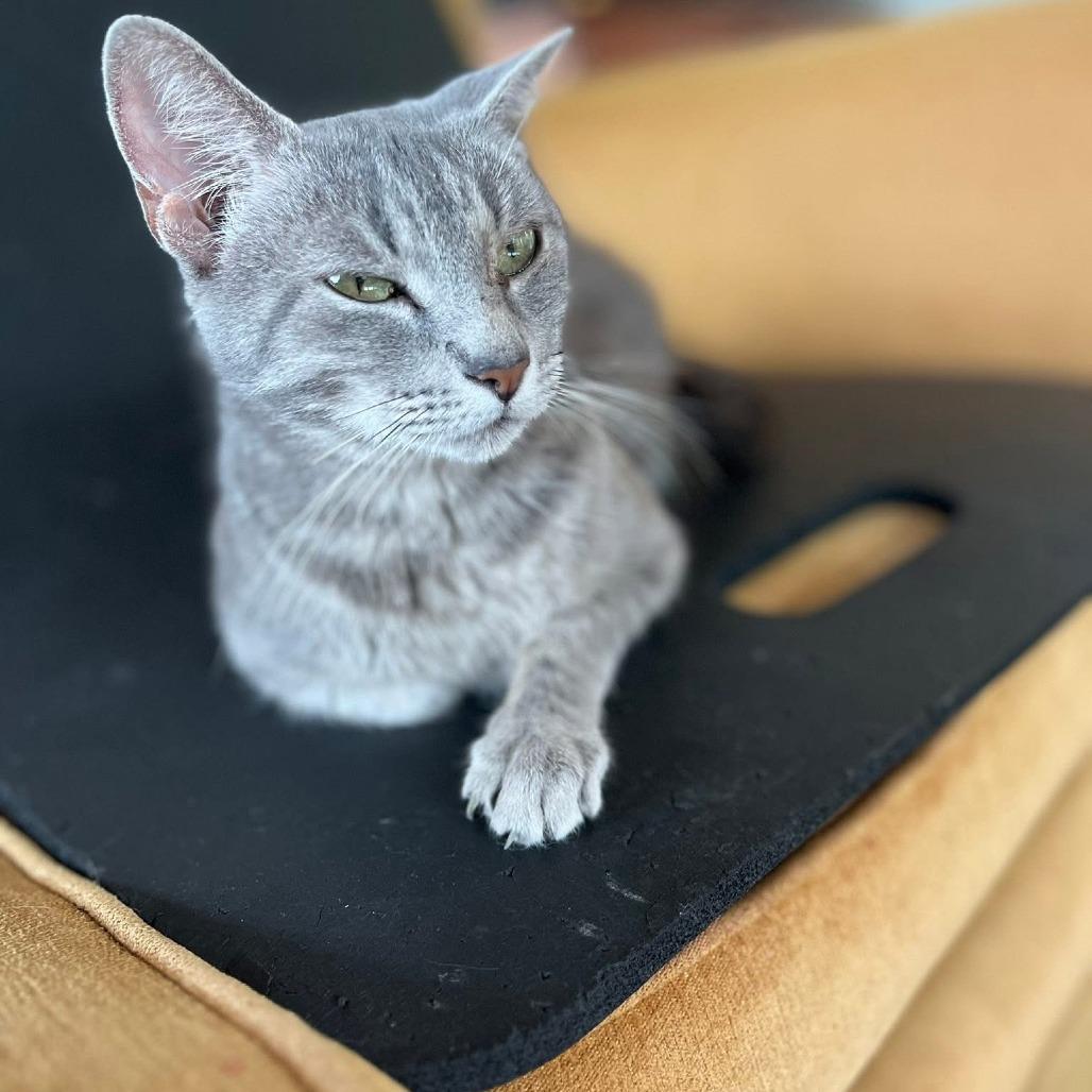 Athena 2, Adoptable, Adult Female Domestic Short Hair & Domestic Short Hair.