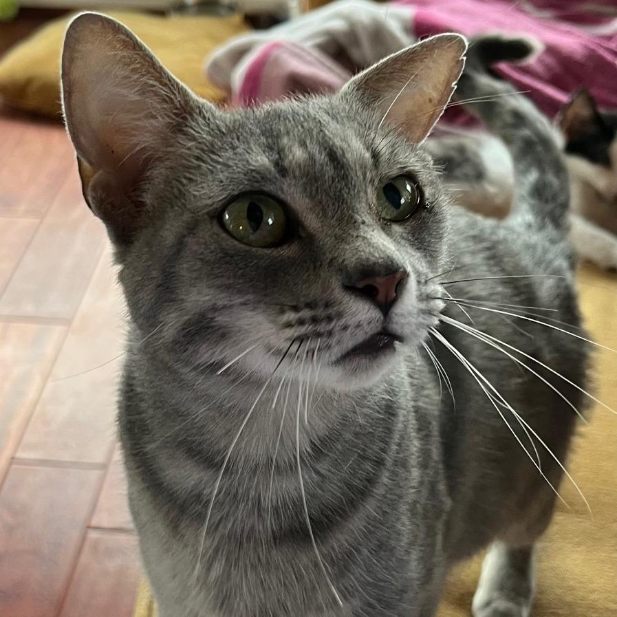 Enlarge Athena 2, a Adoptable mixed breed in La Grange, KY image 1/5