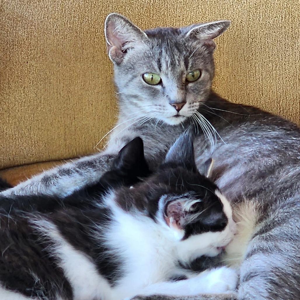 Enlarge Athena 2, a Adoptable mixed breed in La Grange, KY image 3/5