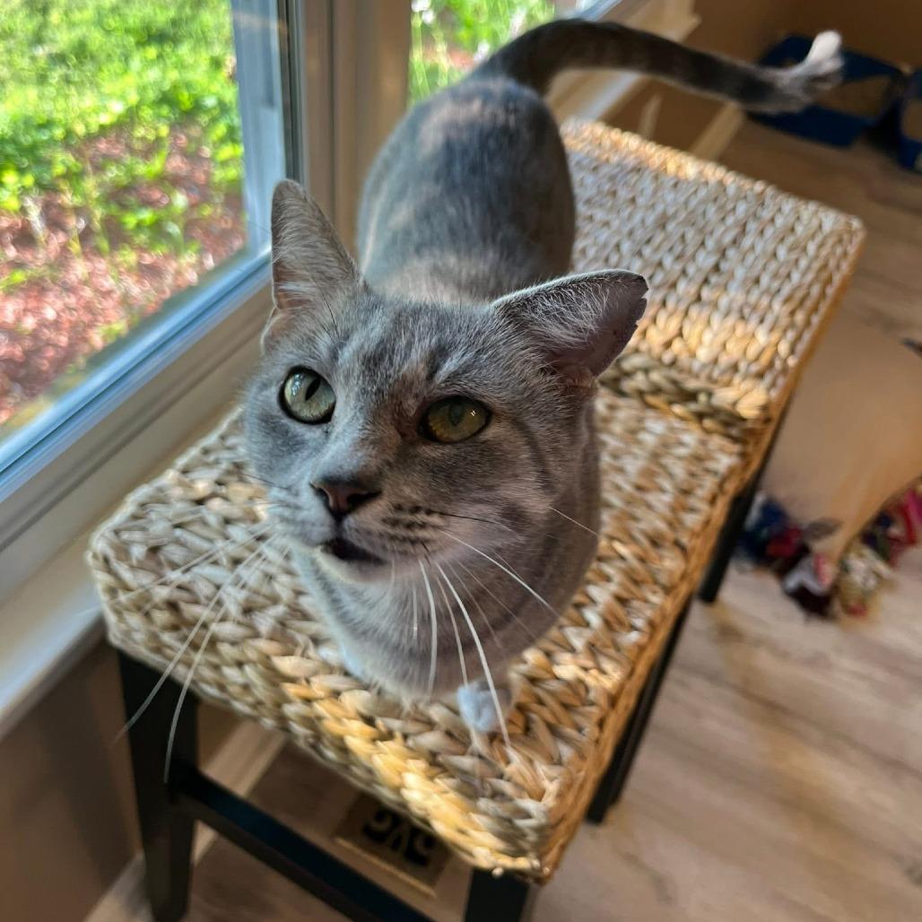 Enlarge Athena 2, a Adoptable mixed breed in La Grange, KY image 3/5