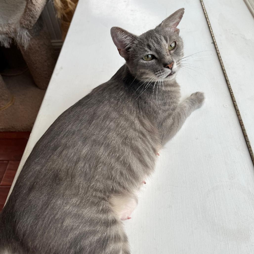 Enlarge Athena 2, a Adoptable mixed breed in La Grange, KY image 4/5