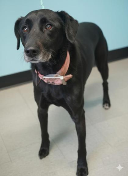 Enlarge Paris & Pierre~ SPONSORED!, a Adoptable mixed breed in Bowling Green, KY image 1/1