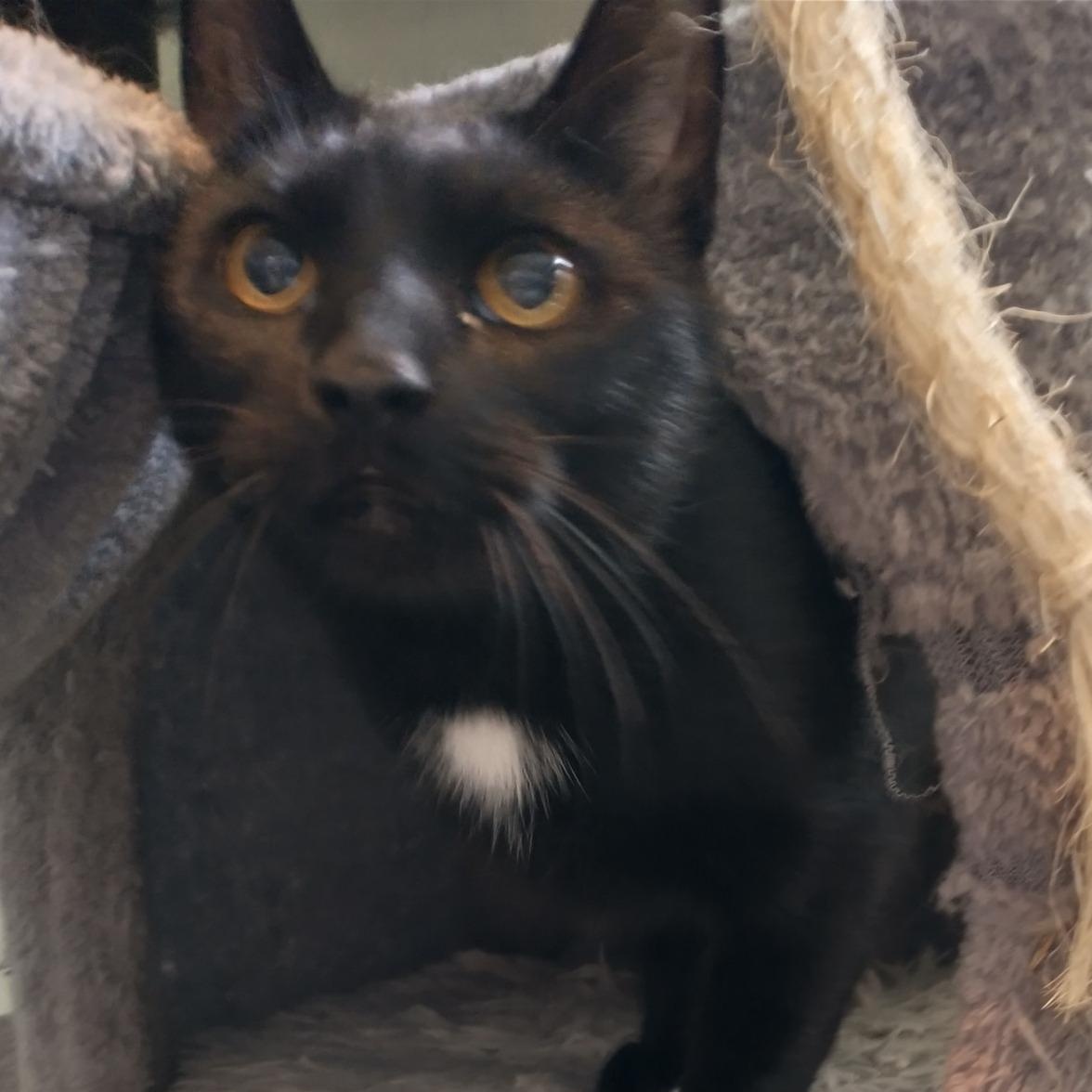 Enlarge MISSY, a Adopted Domestic Short Hair in Wolcott, VT image 1/2