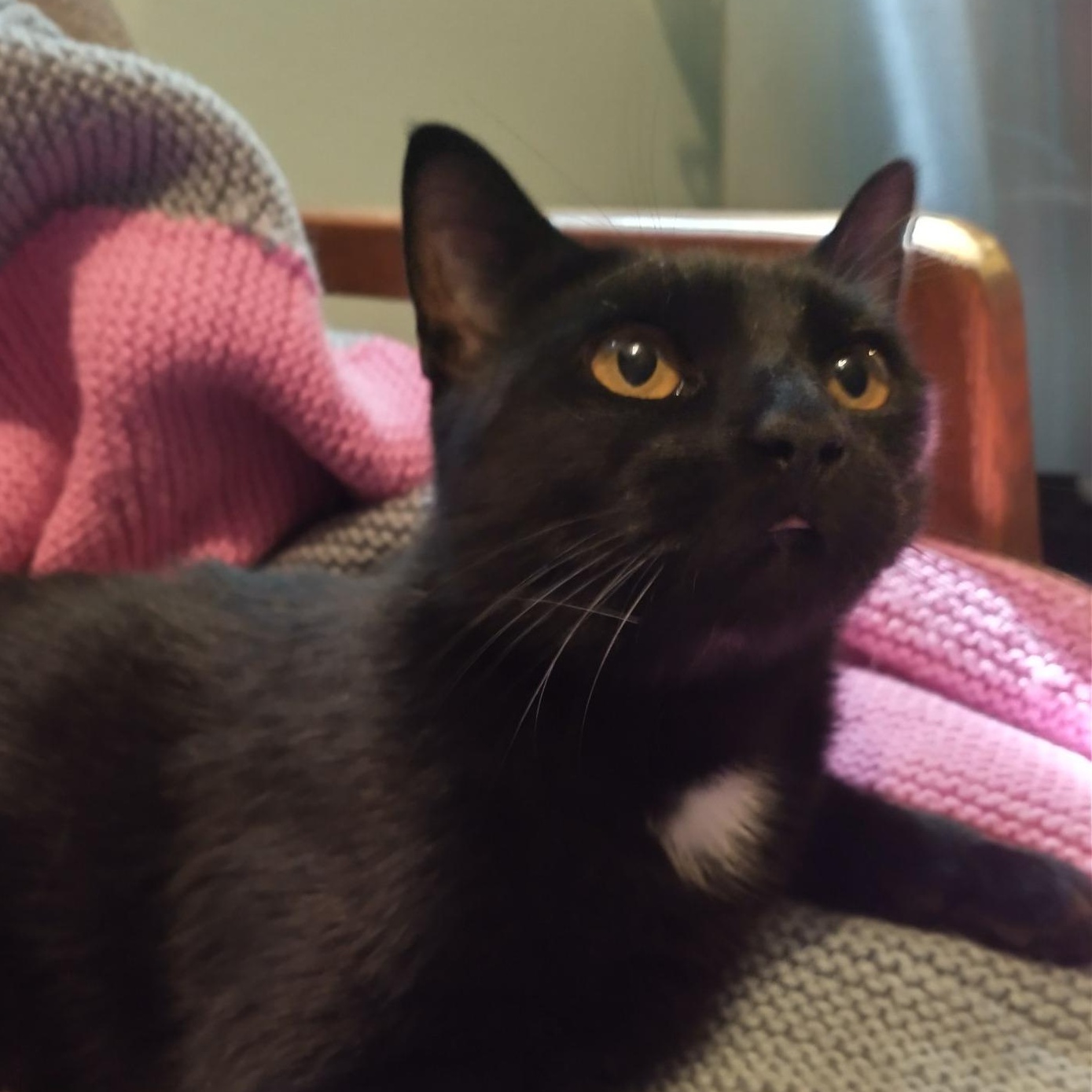 Enlarge MISSY, a Adopted Domestic Short Hair in Wolcott, VT image 2/2