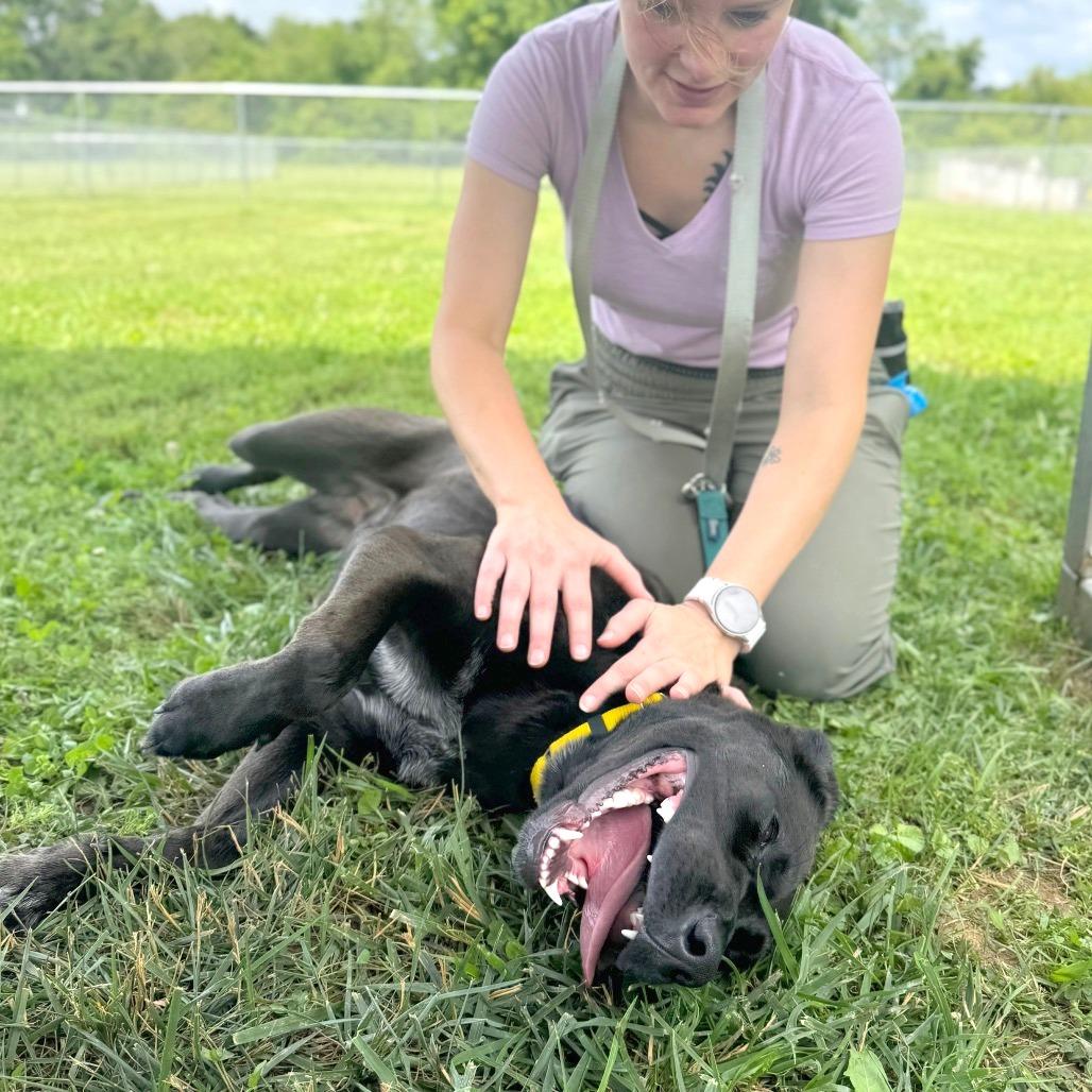 Enlarge Bailey, a Adoptable Mixed Breed in Hendersonville, NC image 1/6