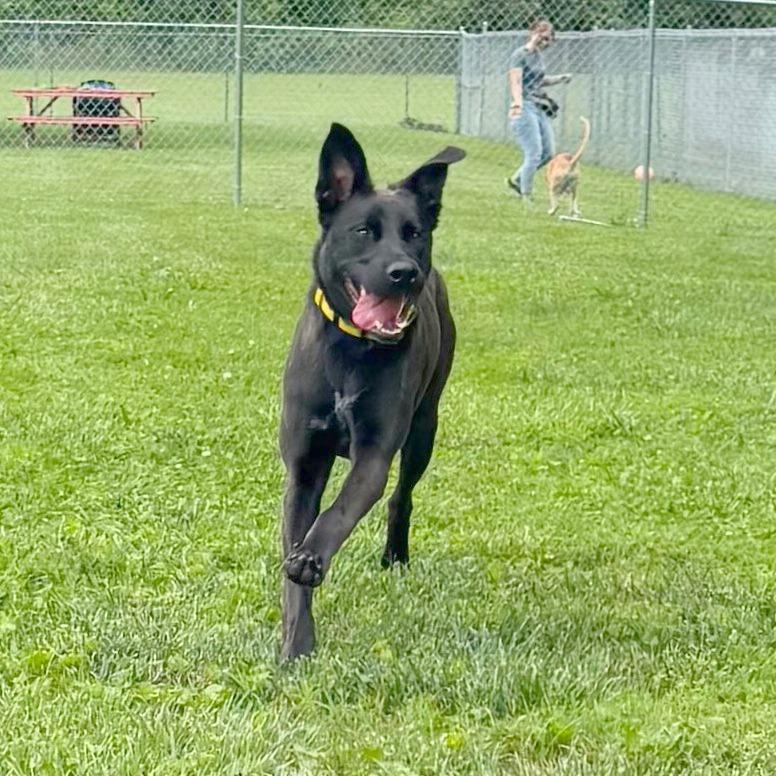 Enlarge Bailey, a Adoptable Mixed Breed in Hendersonville, NC image 2/6