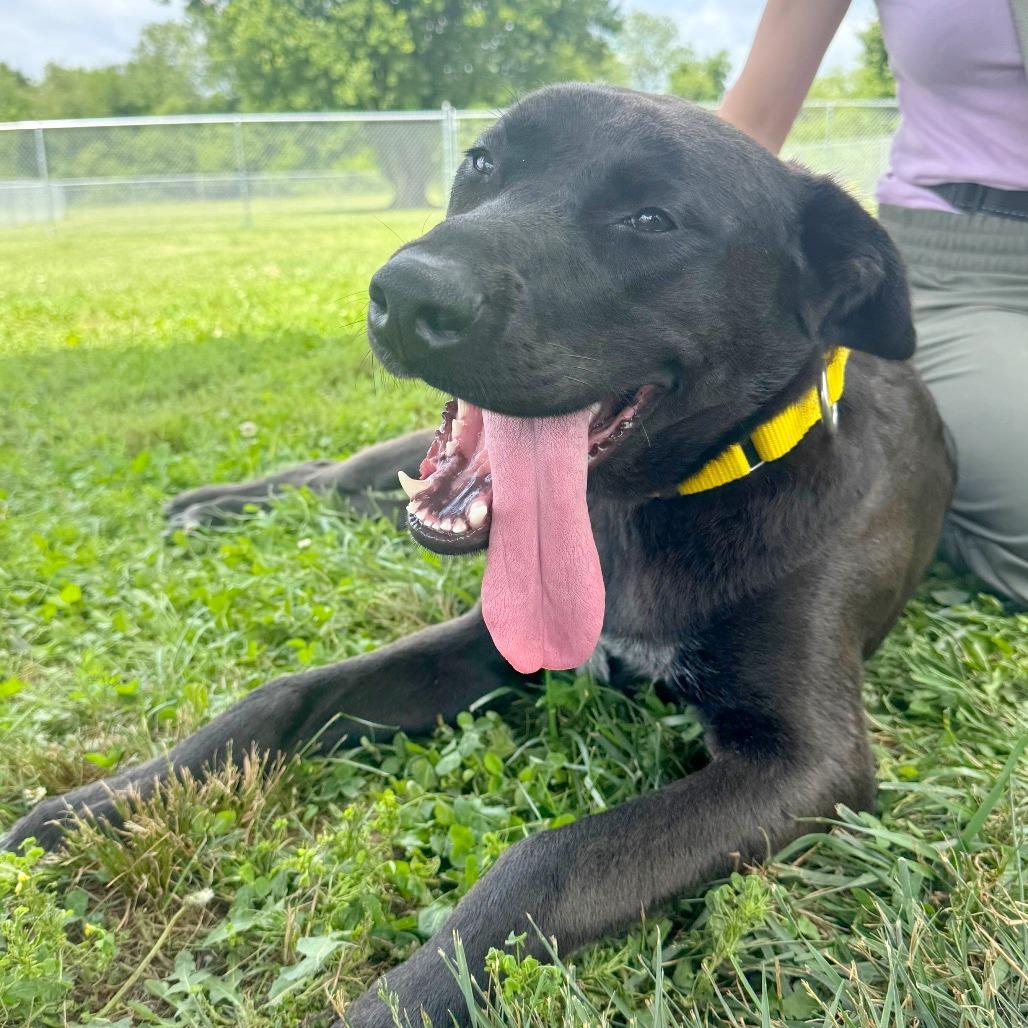 Enlarge Bailey, a Adoptable Mixed Breed in Hendersonville, NC image 3/6