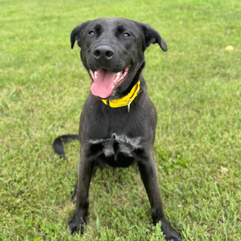Enlarge Bailey, a Adoptable Mixed Breed in Hendersonville, NC image 4/6