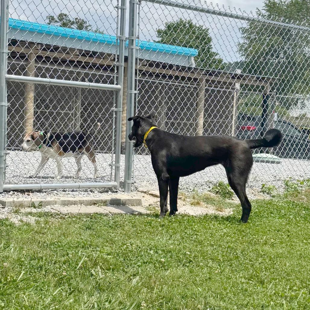 Enlarge Bailey, a Adoptable Mixed Breed in Hendersonville, NC image 5/6