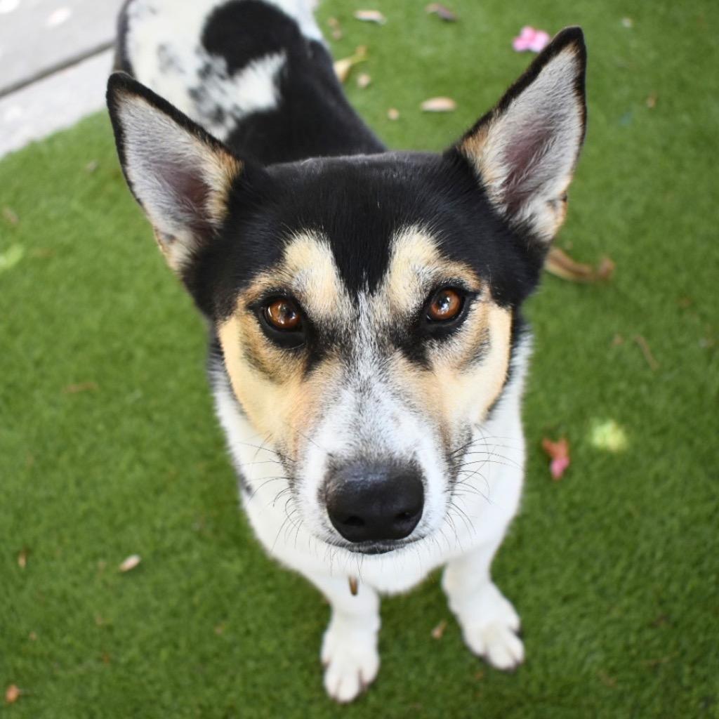 Matcha, Adoptable, Young Male Husky.